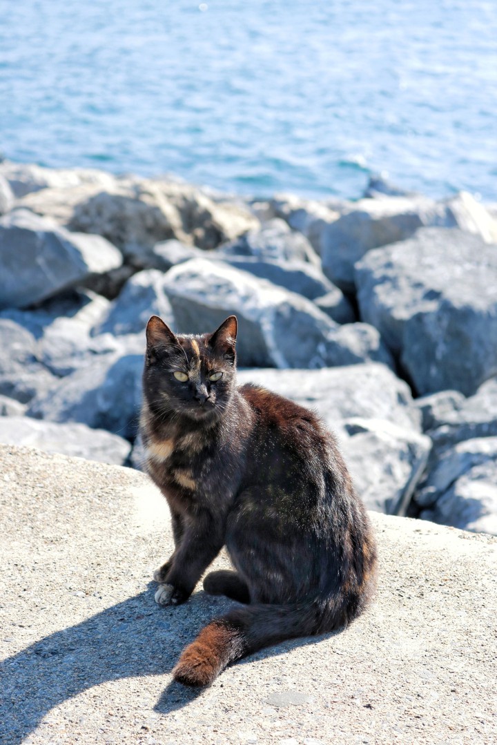 sea cat