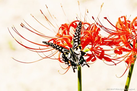 sfondi geraniums, insect