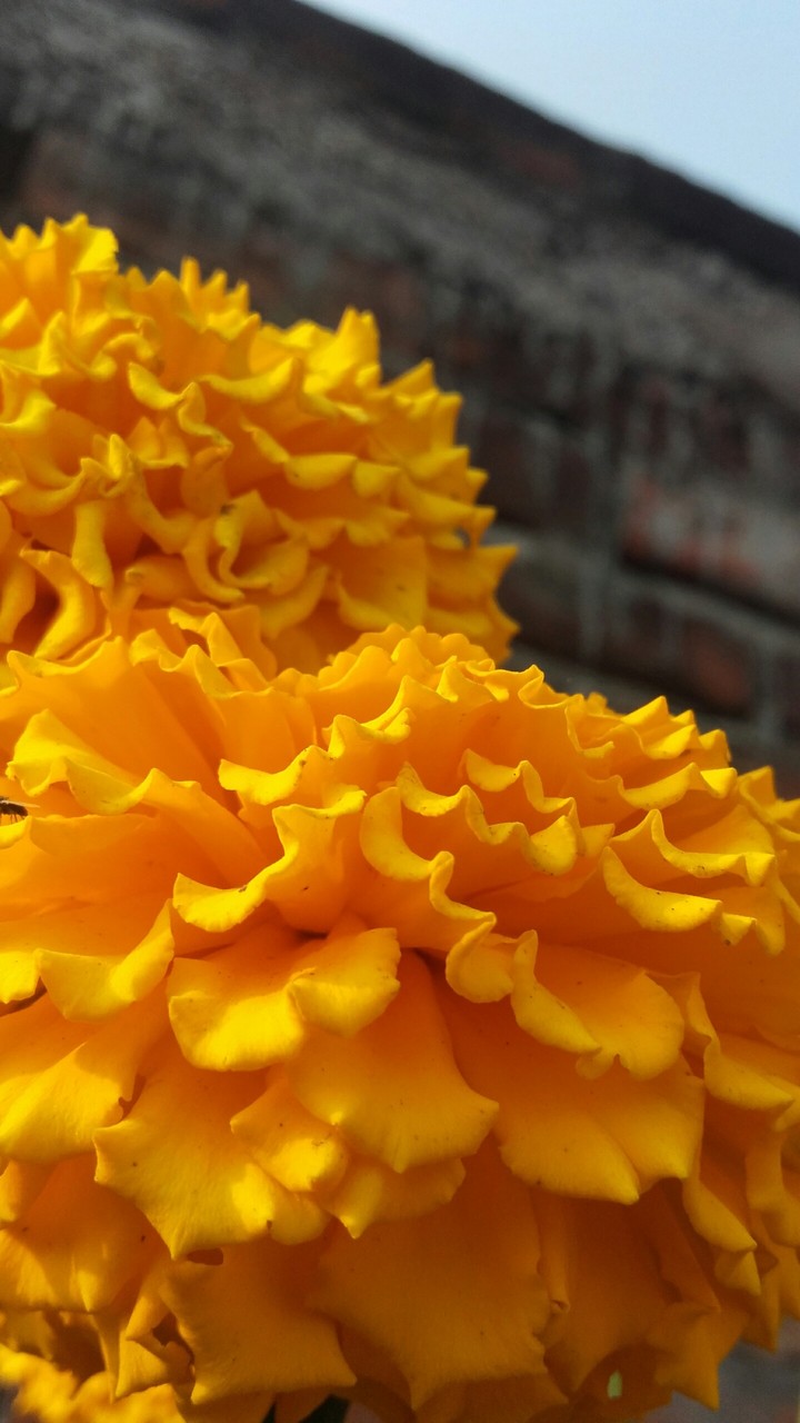 marigold flower
