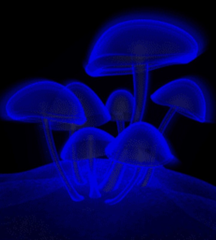 파란 버섯
