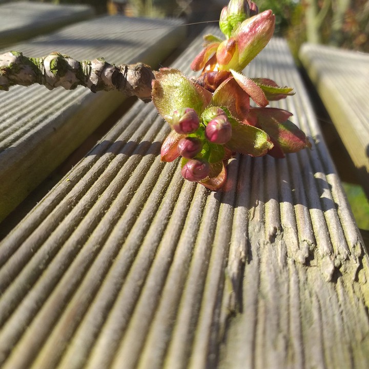 Blume