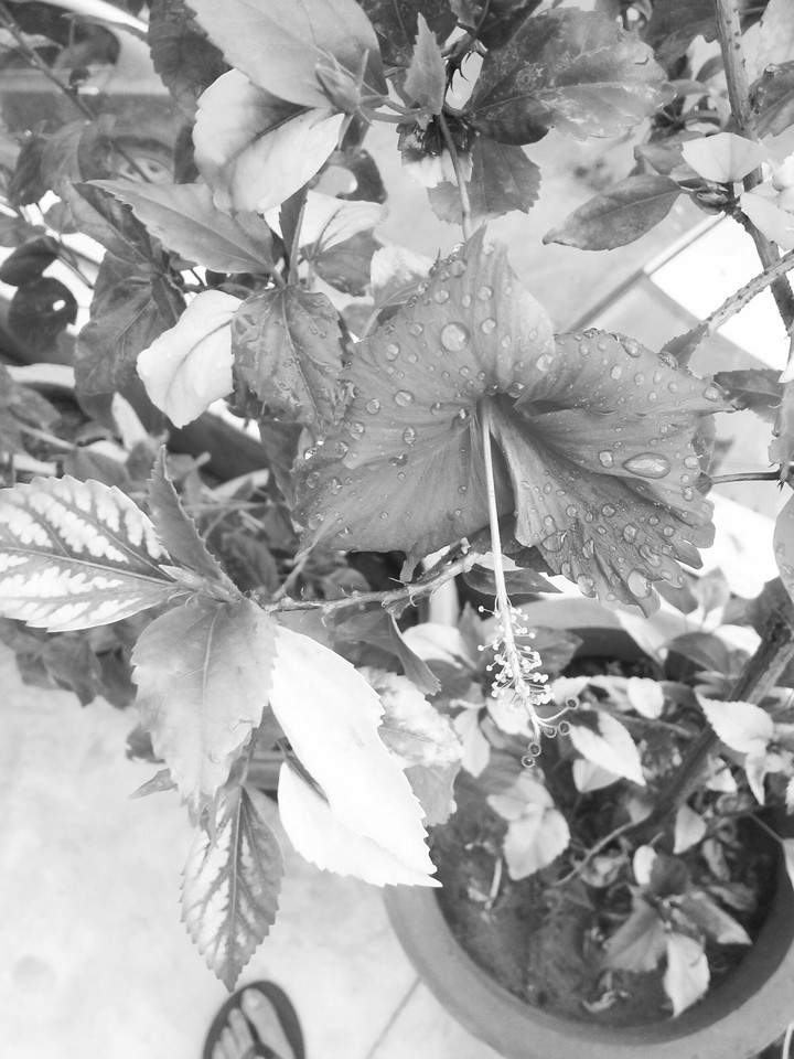 Hibiscus