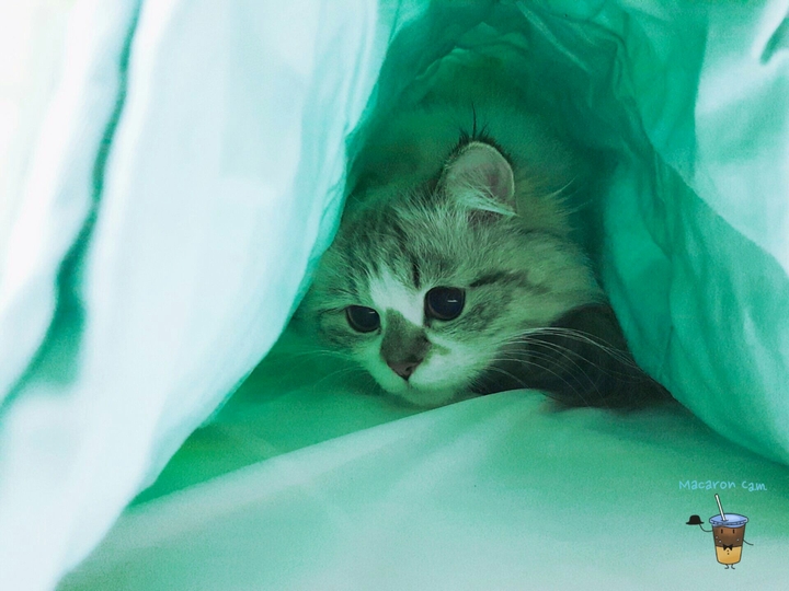 민트빛 고양이