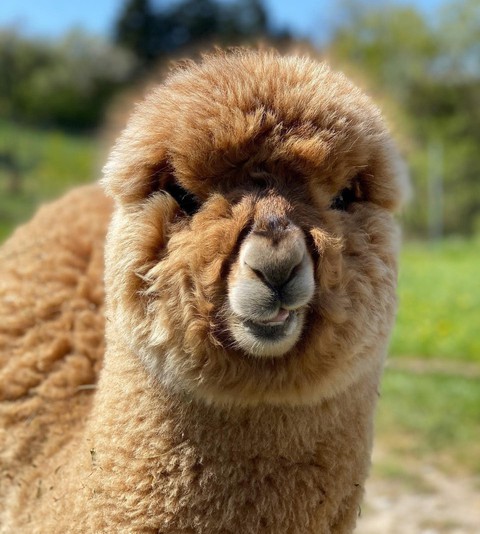alpaca