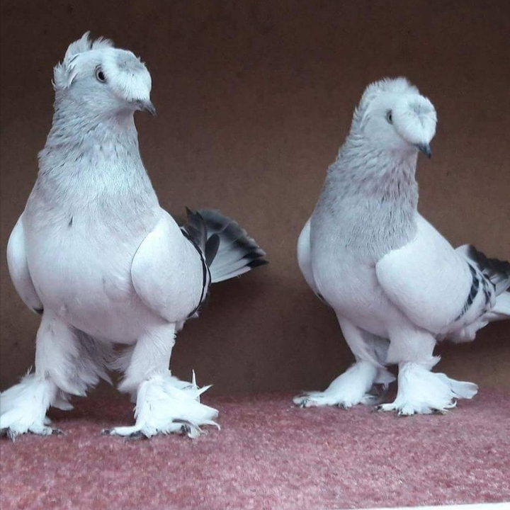 pigeons beautiful