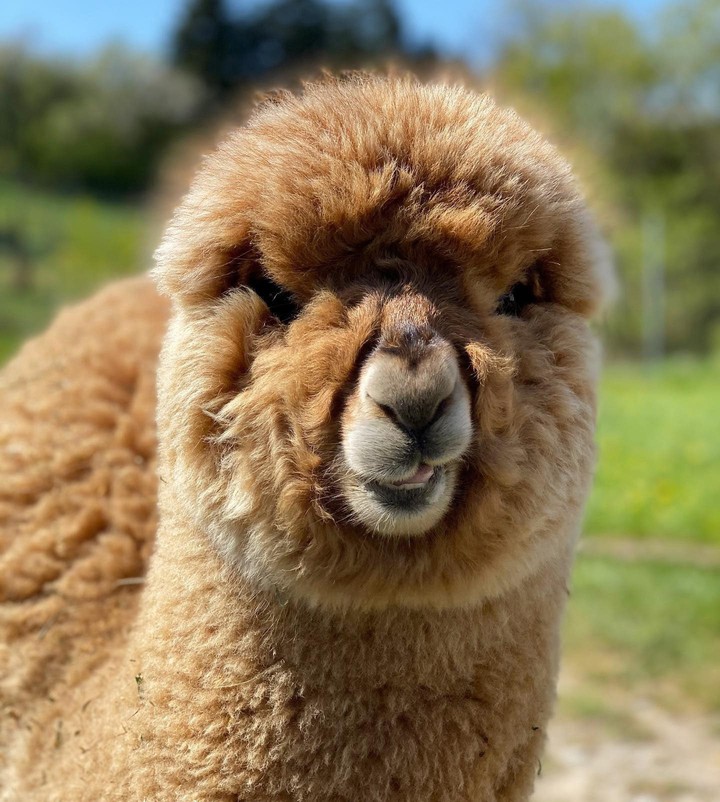 alpaca