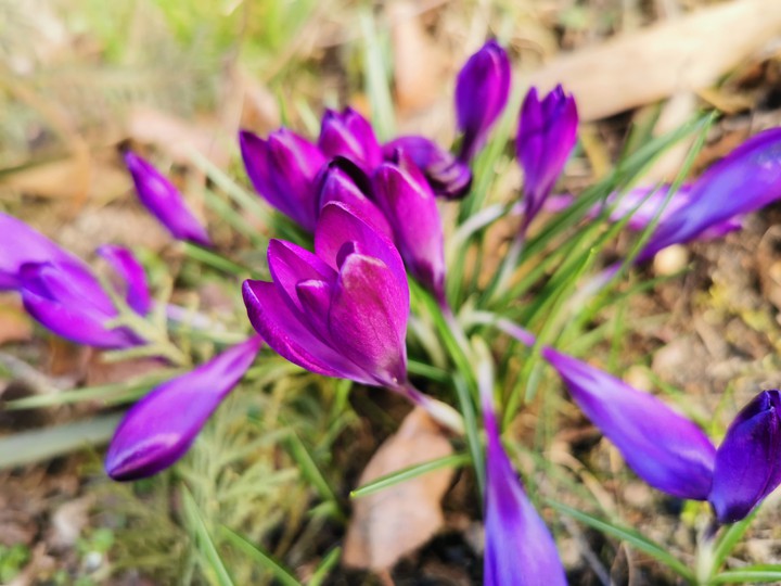 Spring flowers
