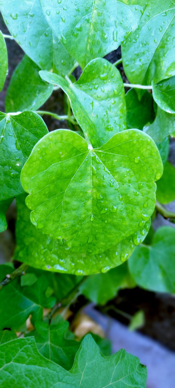 leaf