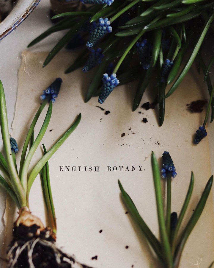 English botany
