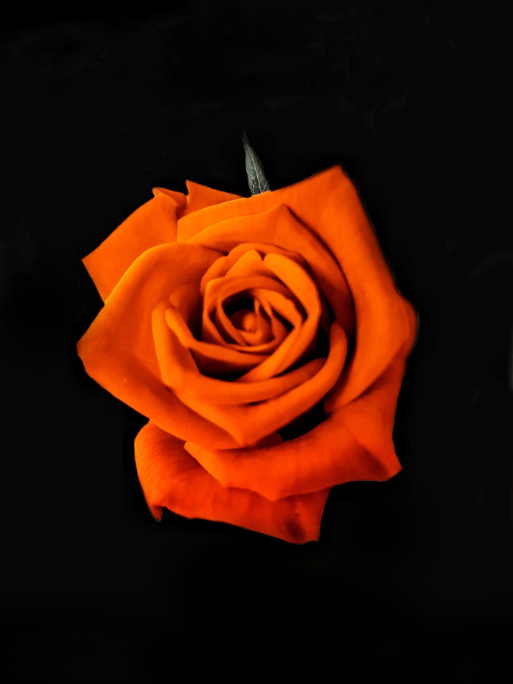 Rose❤️❤️