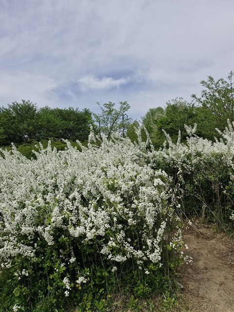 spring, Blossom桌布