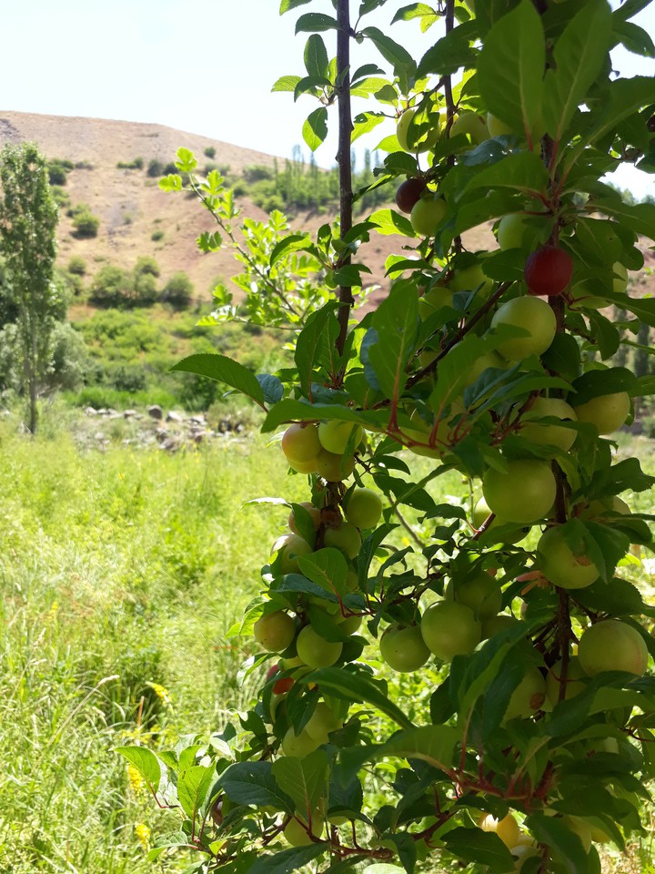 fruit