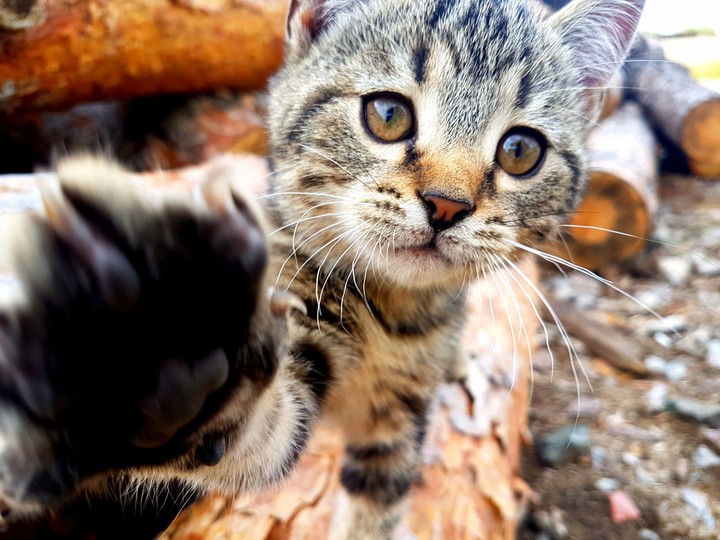 Котик