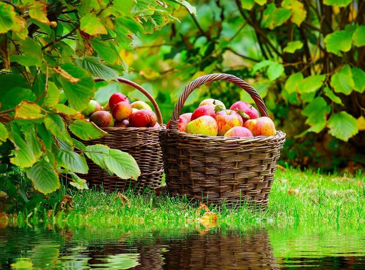 Fruit basket