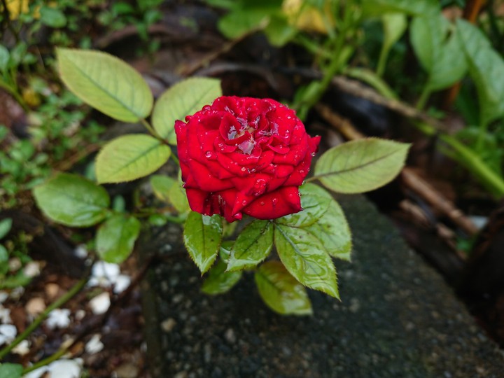 rose