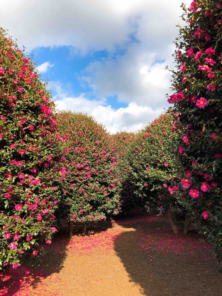 Camellia Blossom
