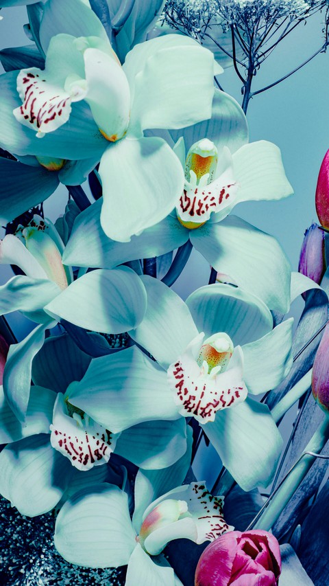 fondos de pantalla botany, flower