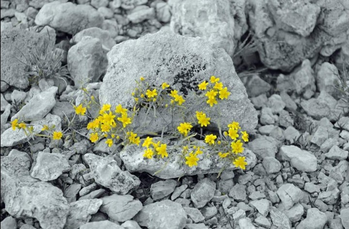 Desert  Yellow beauty
