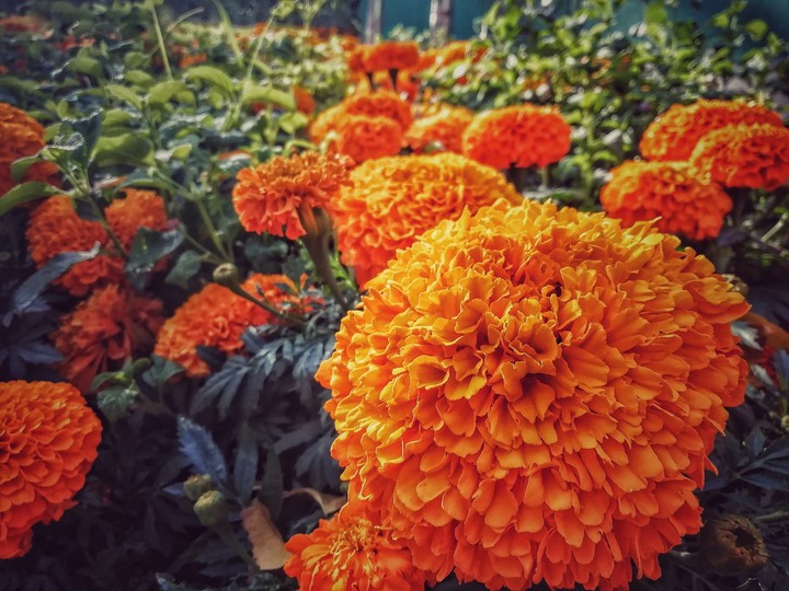 flower