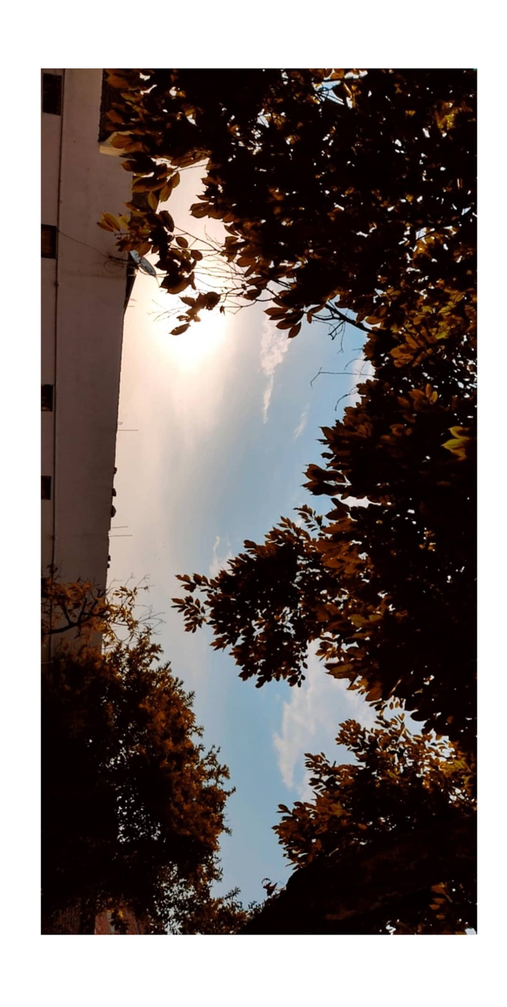 leaf, cloud