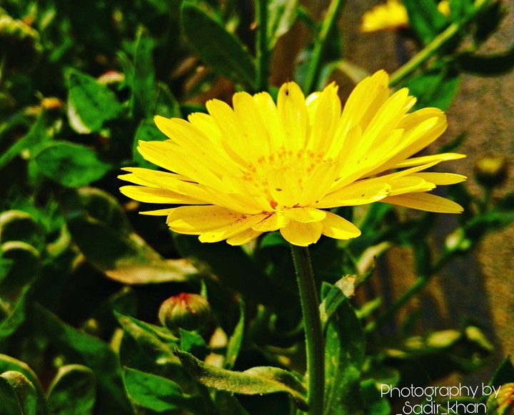 photography