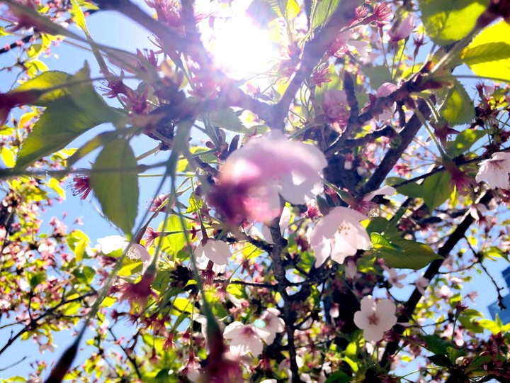 cherryblossom with sunshine