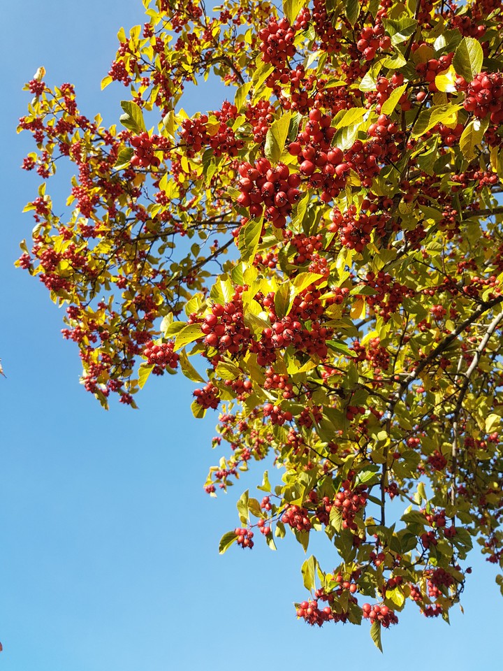 Red on blue