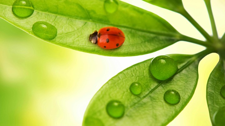 LADYBIRD