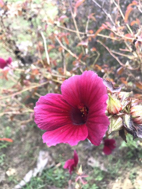 red