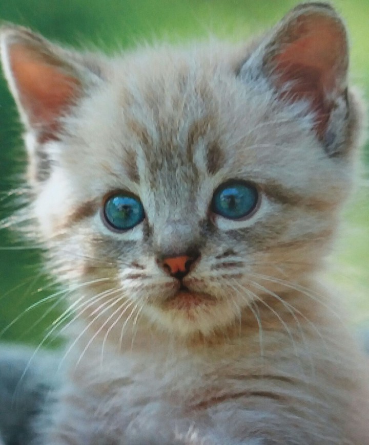 petit chaton