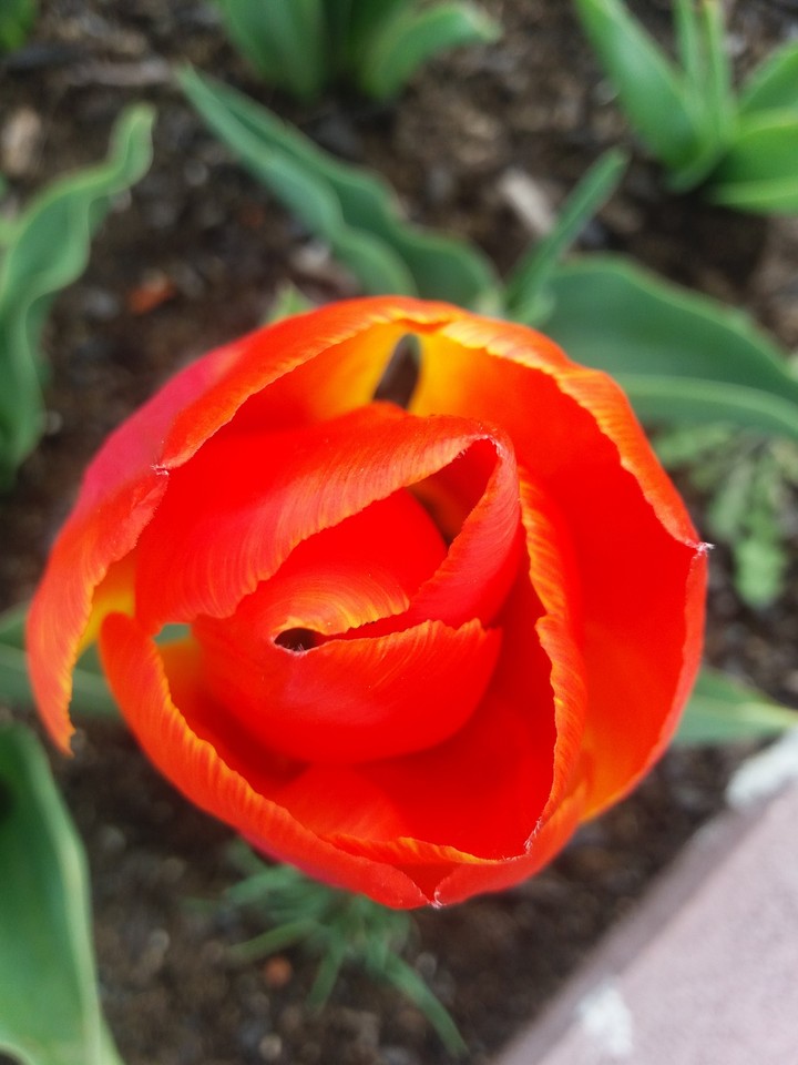 tulip