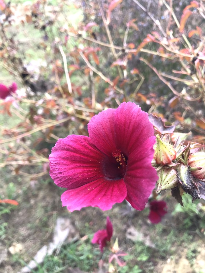 red