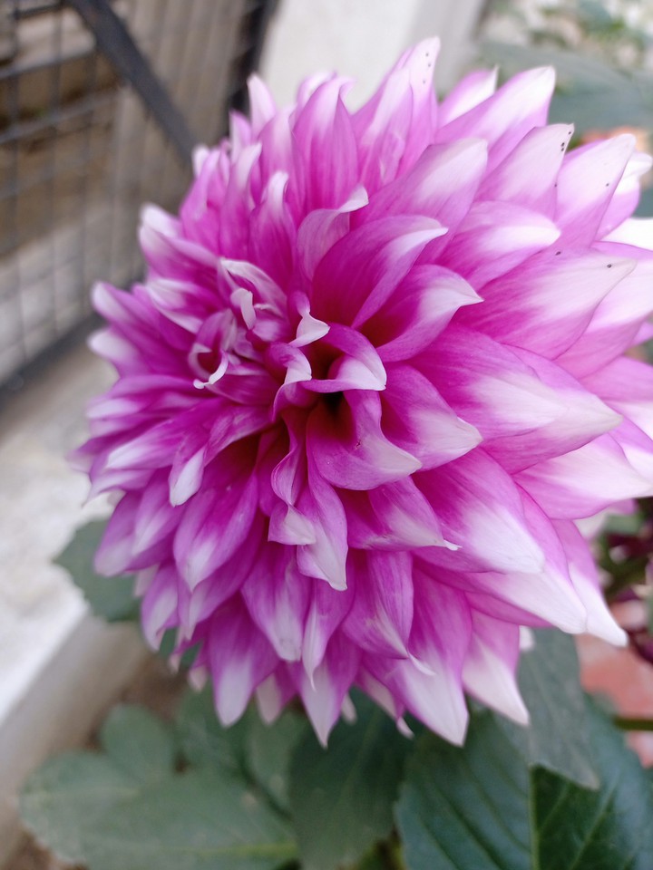 flower