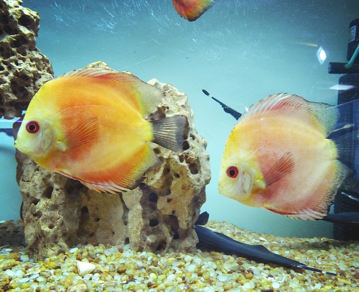 Aquarium Fishes ?