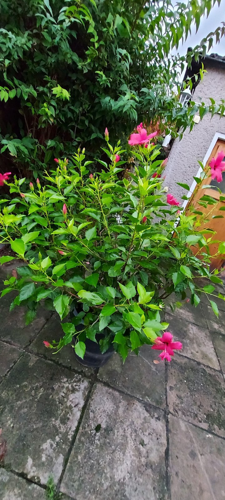 my Hibiskus