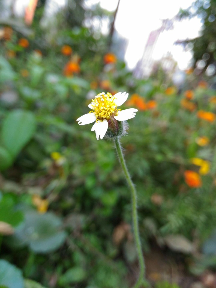 #india_flowers #portrait_ photography #natural_ clicks