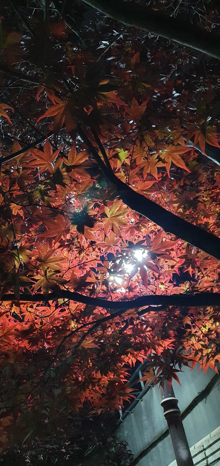 night tree
