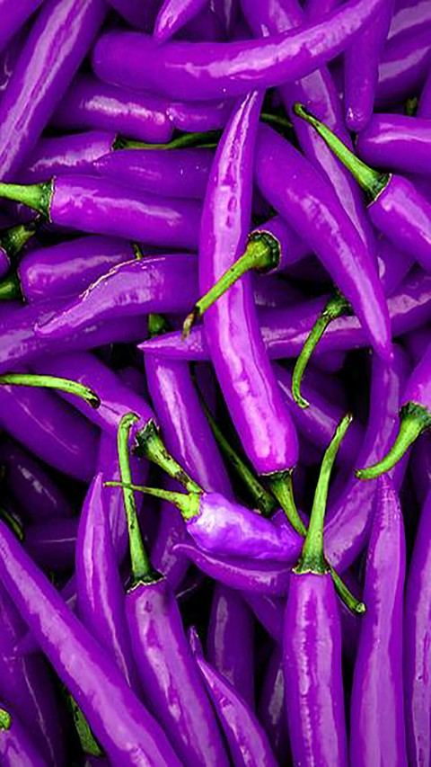 fonds d'écran violet, purple
