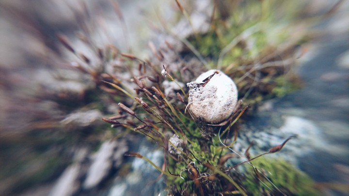 little world