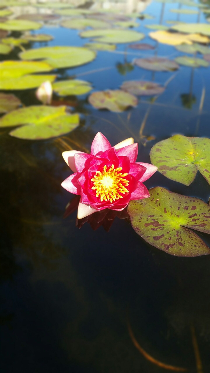 San Juan Capistrano Mission Pond