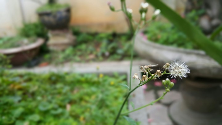 để gió cuốn đi