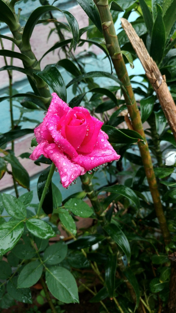 sweet rose