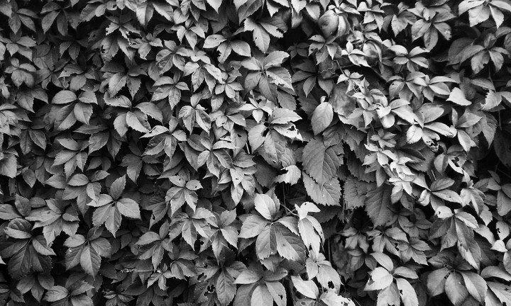 leaf