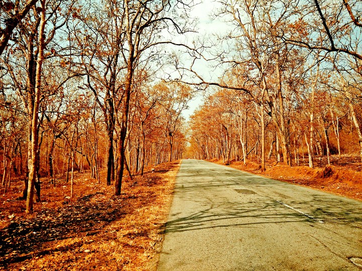 Autumn Color