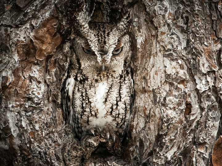 Owl hidden tree