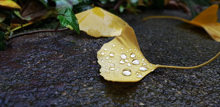 Autumn's Leaf