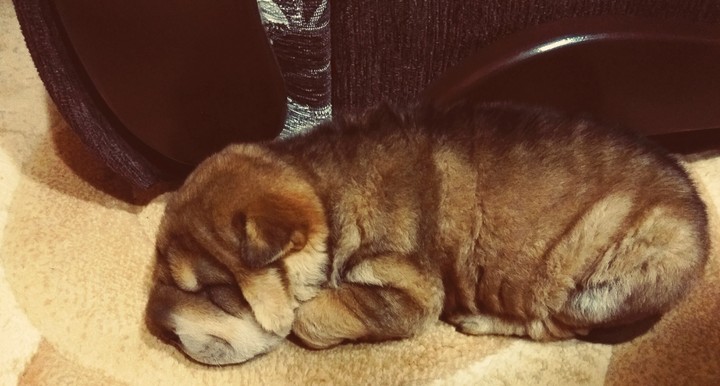 Dog