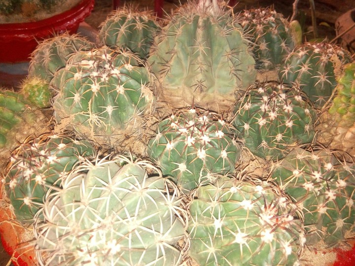 cactus