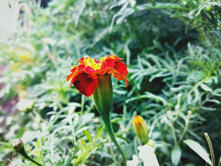 flowers of beauty.....