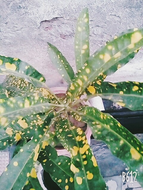 plant